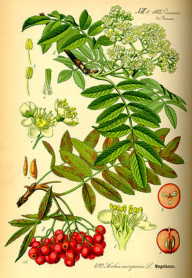 Yabasar-Beere [Flora] 277px-10