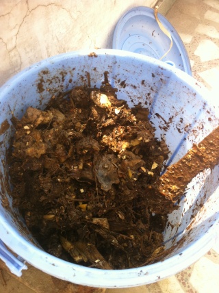 1 month into balcony composting Img_4210