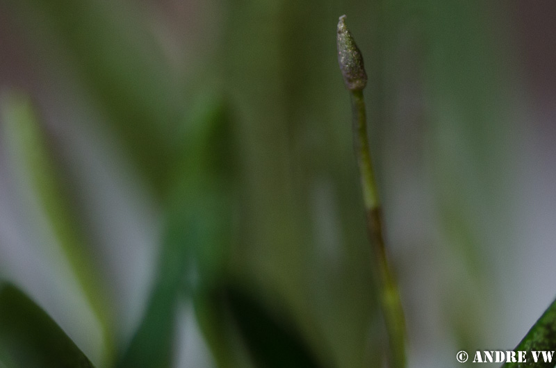 Vertrockner Knopfen an Trisetella cordeliae und Stelis ornata Orchid10