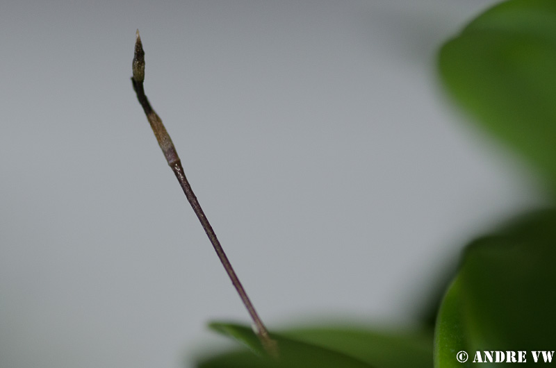 Vertrockner Knopfen an Trisetella cordeliae und Stelis ornata Orchid13