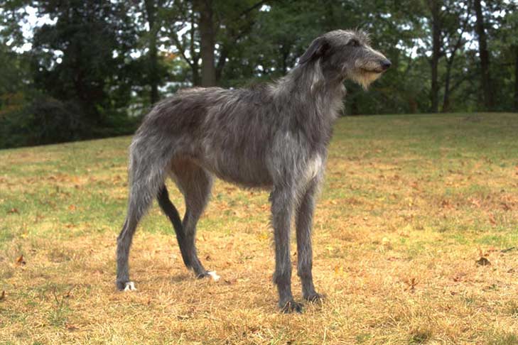 Scottish Deerhound Scotti10