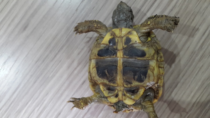 Identification de 2 bébés tortues  20150916