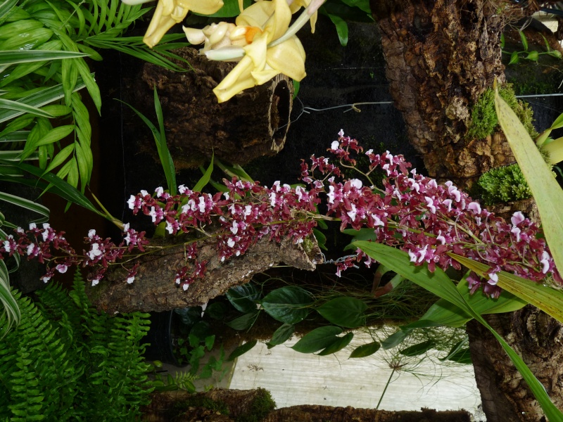 Oncidium Sharry Baby 110