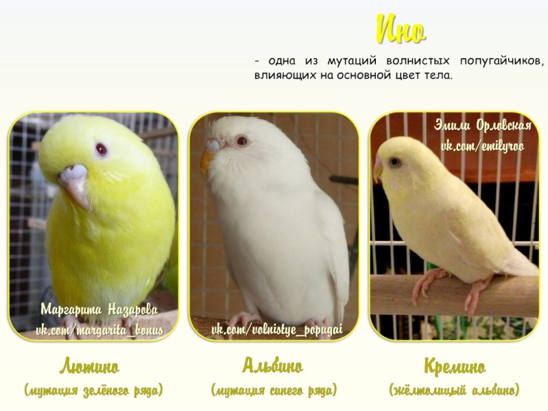 Какого Волнистого Попугая Лучше Купить