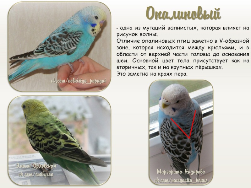 Какого Волнистого Попугая Лучше Купить