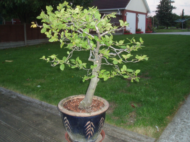 Short Tree in a pot Fwd10
