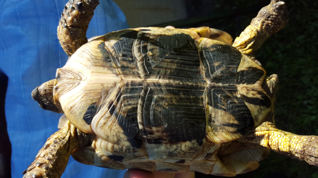 besoin d'aide pour identifier mes 2 tortues 20151013