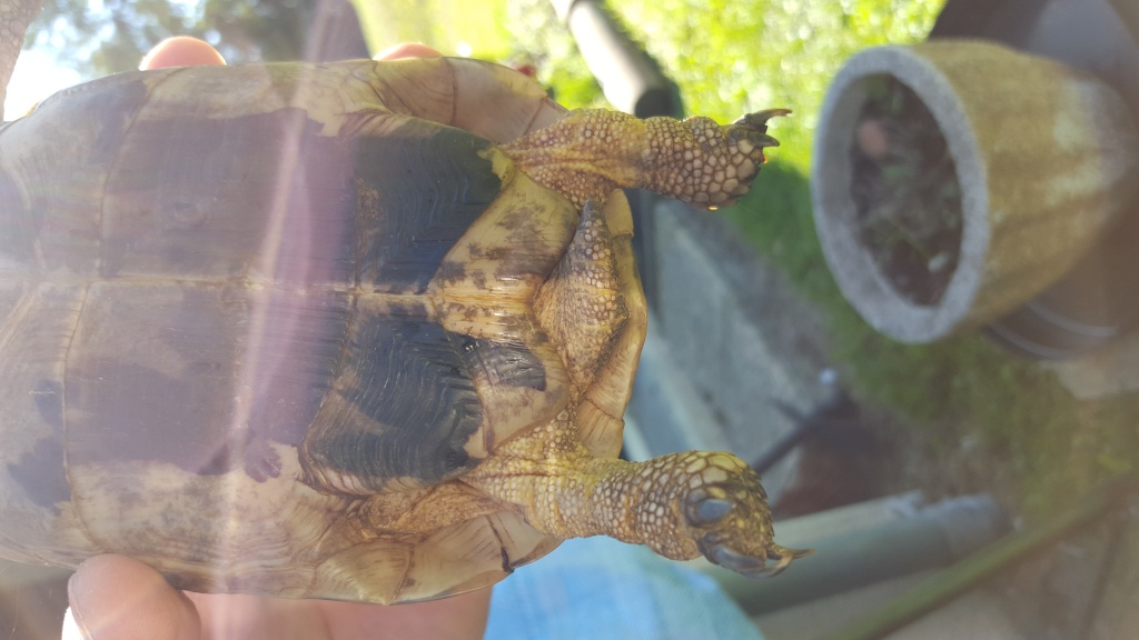 besoin d'aide pour identifier mes 2 tortues 20151017