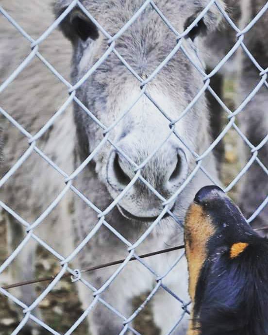 chien et chevaux ! 12067910