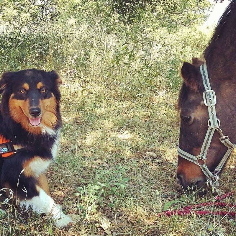 chien et chevaux ! 12086810