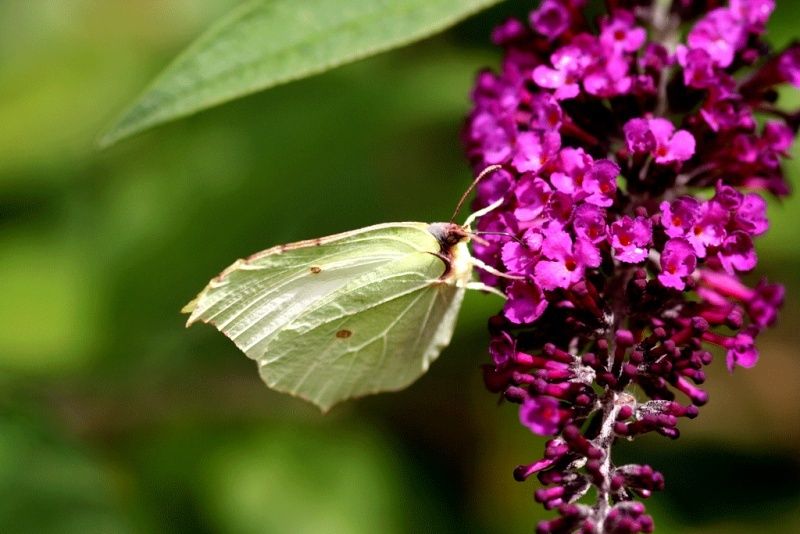 Citron (Gonepteryx rhamni) Citron11