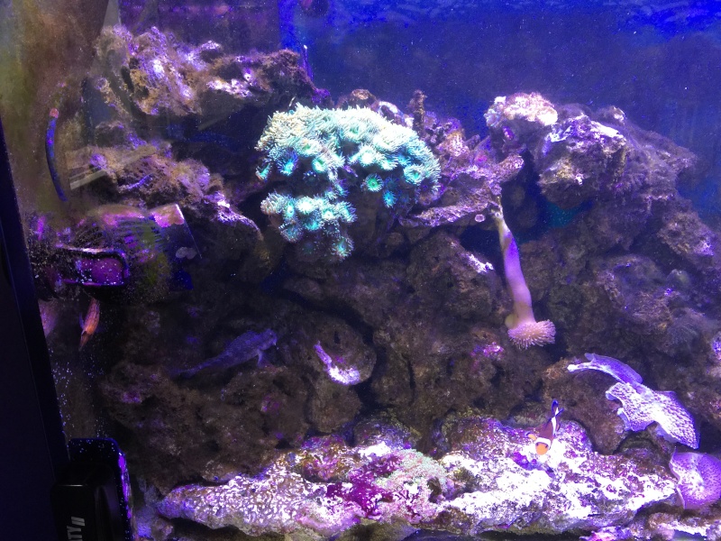 problém aquarium récifal 250l méthode berlinoises. Img_2214