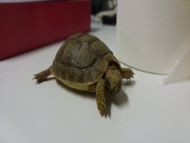 Identification jeune tortue 20151012