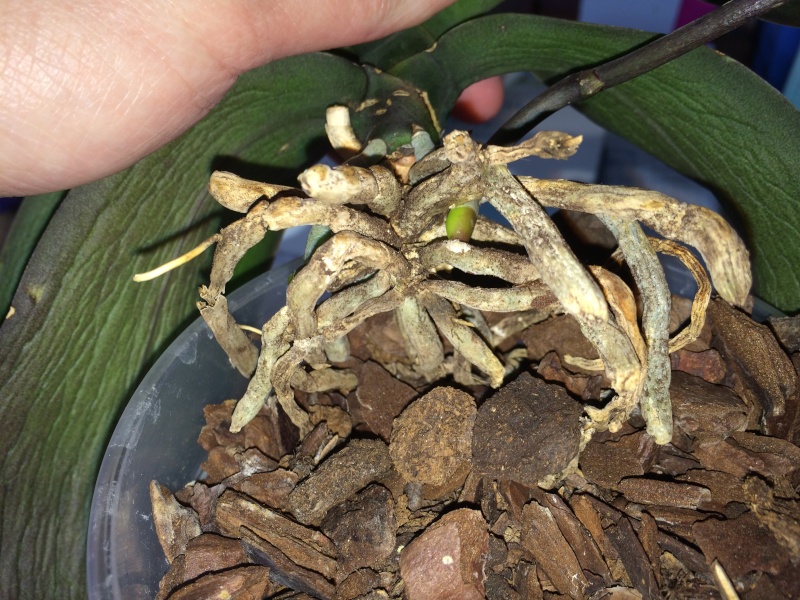 Rettung meiner Phalaenopsis Foto_113