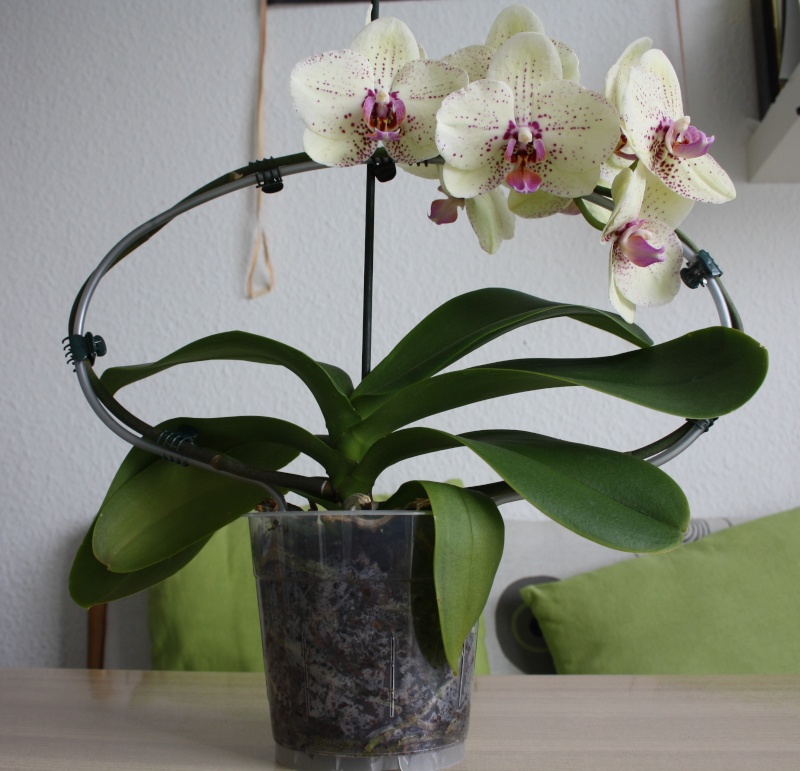 Meine wundervollen Phalaenopsis Hybriden  Img_4118