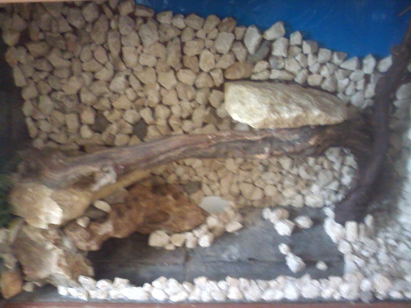 terrarium de mon futur pogona Cam00114