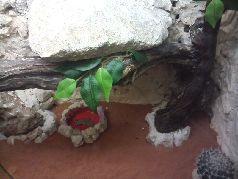 terrarium de mon futur pogona Cam00610