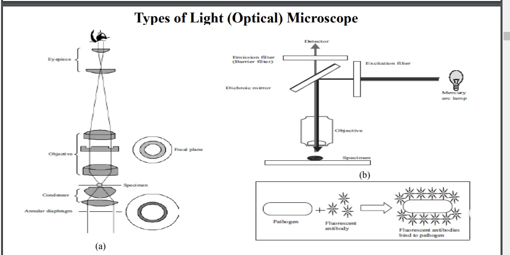 Tipos de Luz (light) optical - Microscope Tipos_10