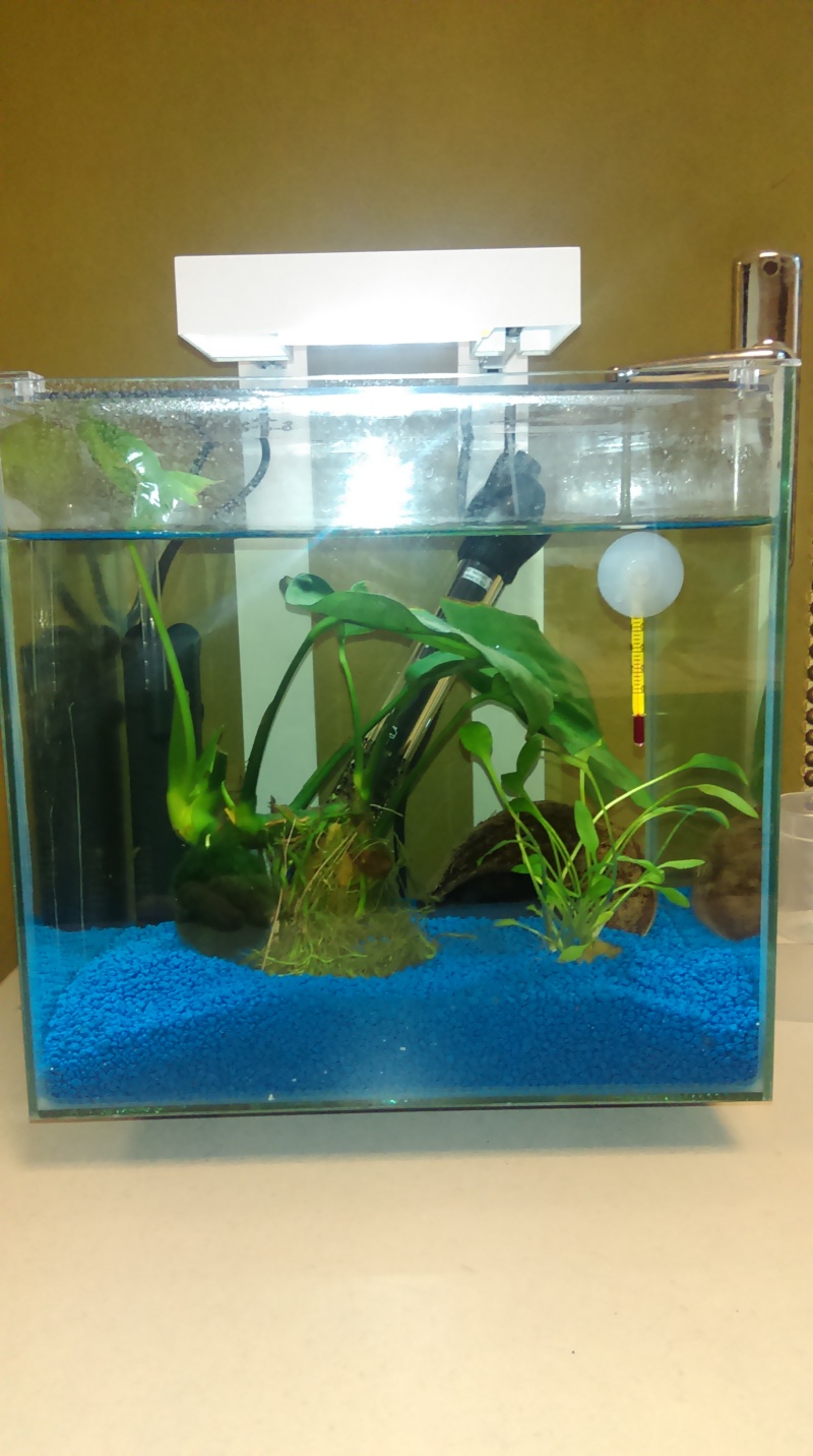 nano aquarium 13l nexus Imag0112