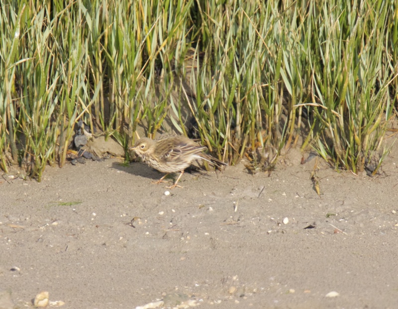 pipit oui mais lequel Pipit_12