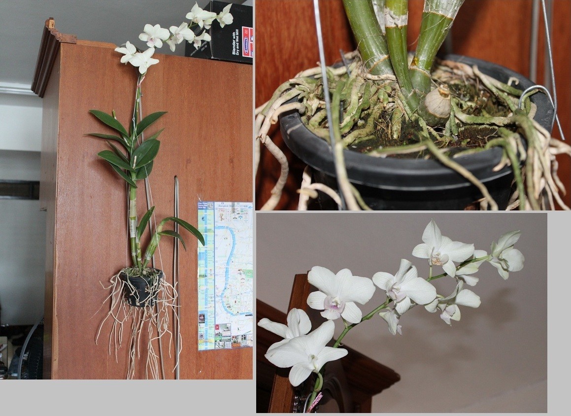 Sauvetage dendrobium Orchid11