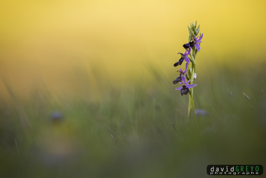 sauvages orchidées, de David Greyo _d3_5811