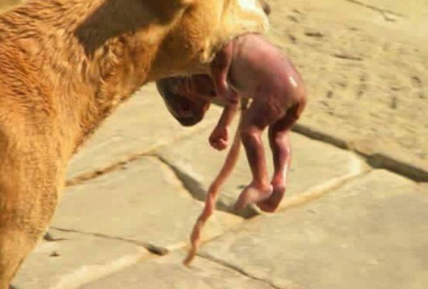 Un chien sauve un nouveau-né jeté aux ordures par sa mère Pas-de10