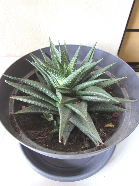 Aloe ou Haworthia Img_0110