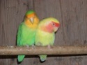 créer un forum : les oiseaux de cage - Portail 100_4613