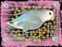 créer un forum : les oiseaux de cage - Portail Panach11