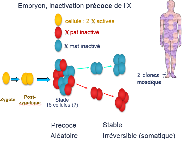 INACTIVATION DE L'X  Inacti10