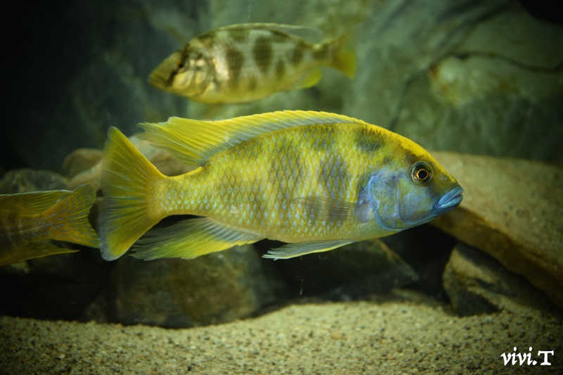 Nimbochromis venustus Dsc_0112