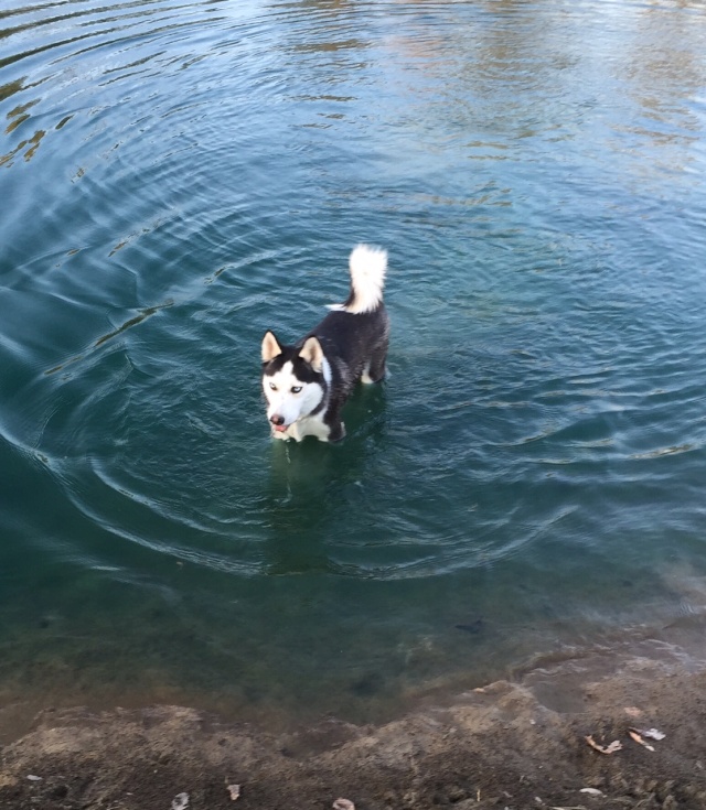 Does your Husky love to swim? Suka_211