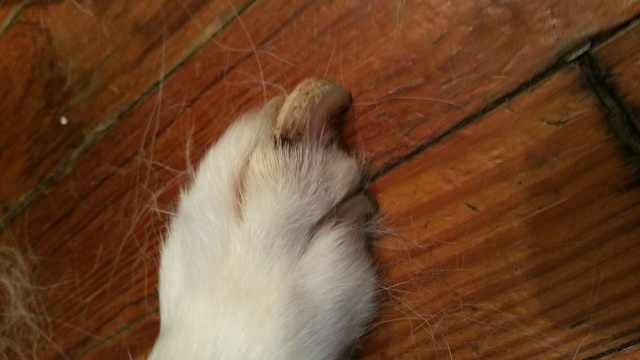 Nail and Paw Pad Issue Dakota12