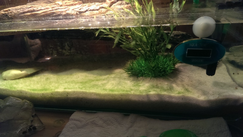 Algues dans mon aquaterrarium Imag1711