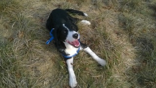 Loucha, border collie Wp_20116