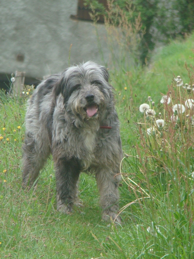 Urgent - MOISE - x labrit/berger/griffon ? 8 ans - APPAC à Saint Girons (09) adopté par juju09 Dsc04114