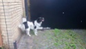 Border Collie Mischling sucht seine Menschen Alfi_410