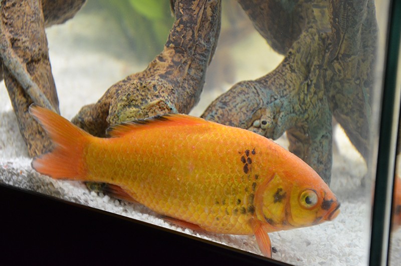 Poisson - Etat poisson rouge qui s'aggrave rapidement Dsc_9411