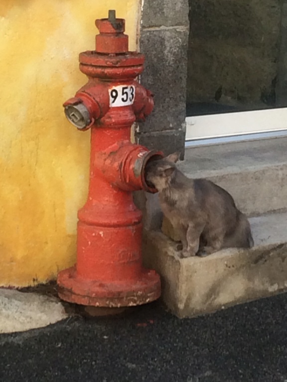 Brest, que la rue Saint Malo et une virée en télépherique Chat10