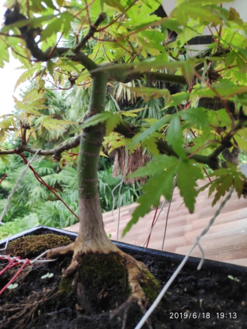 Consigli bonsai acero Img_2015