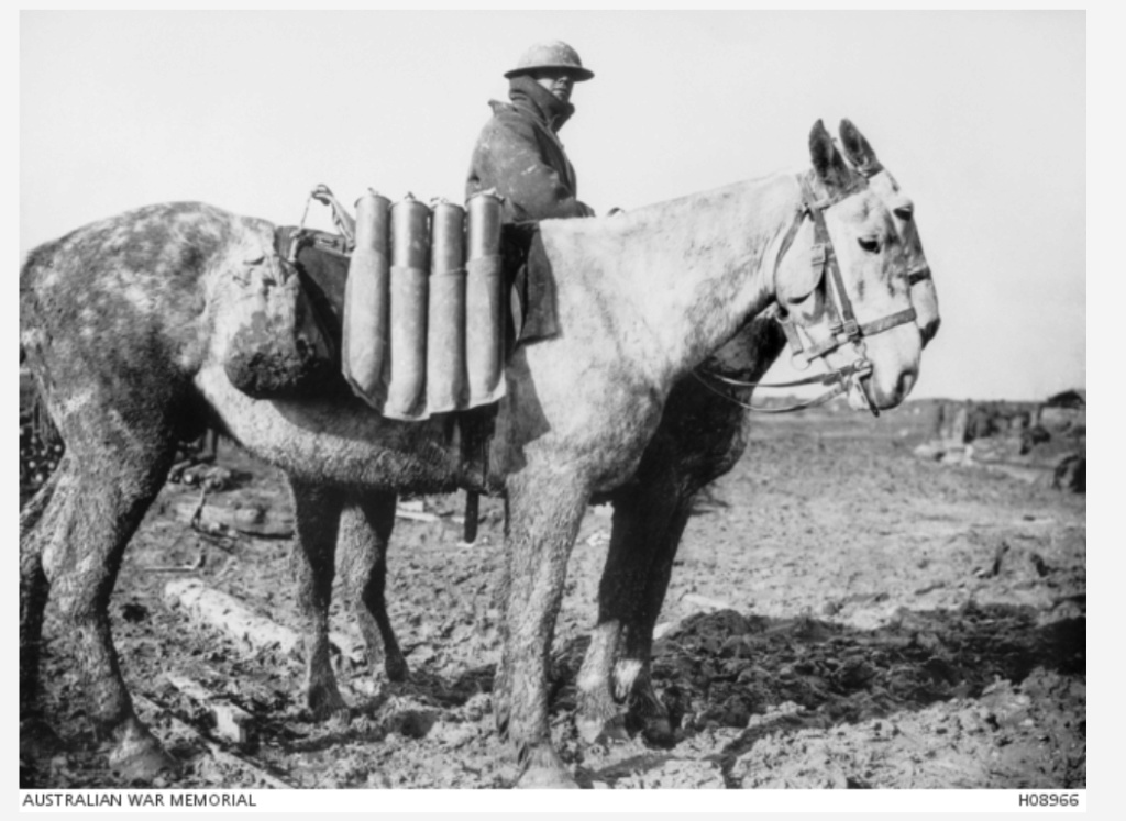 "Pack mules" : transport d'obus à dos de mules Muniti10