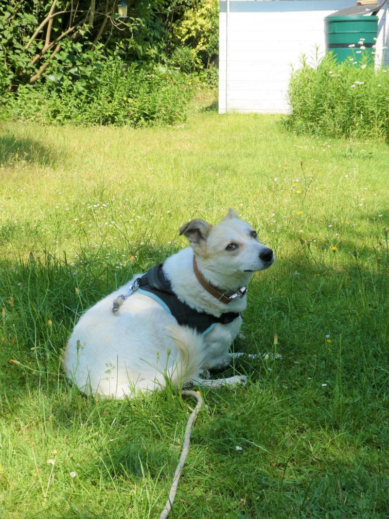 FANNY (ex CHITA) - femelle, de taille petite à moyenne - née environ en août 2017 - En FA chez Corinne (89) - Adoptée par Liliane (Belgique) - Page 4 P1020334