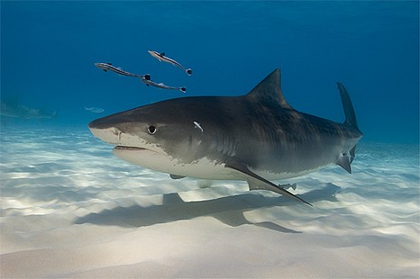 أنباء عن تواجد سمك القرش بشاطئ مارتيل ووزاة الصيد لم تخرج بأي بيان حول الموضوع 30286710