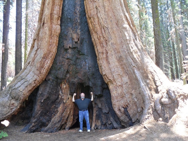 اشجار السكويا العملاقة Sequoi10
