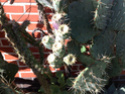 Mes cactees rustiques en zone 8,opuntias engelmanii ?,agave parryi,cylindropuntia imbricata?..... 15086113