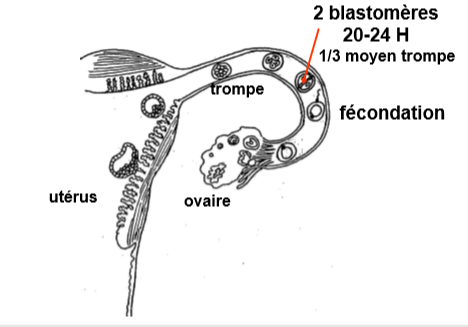 Les savoir-inutiles de Grey. Embryo14