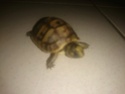 Tortue trouver cette nuit 20171110