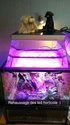 Terrarium tropical pour dendrobates 20171221