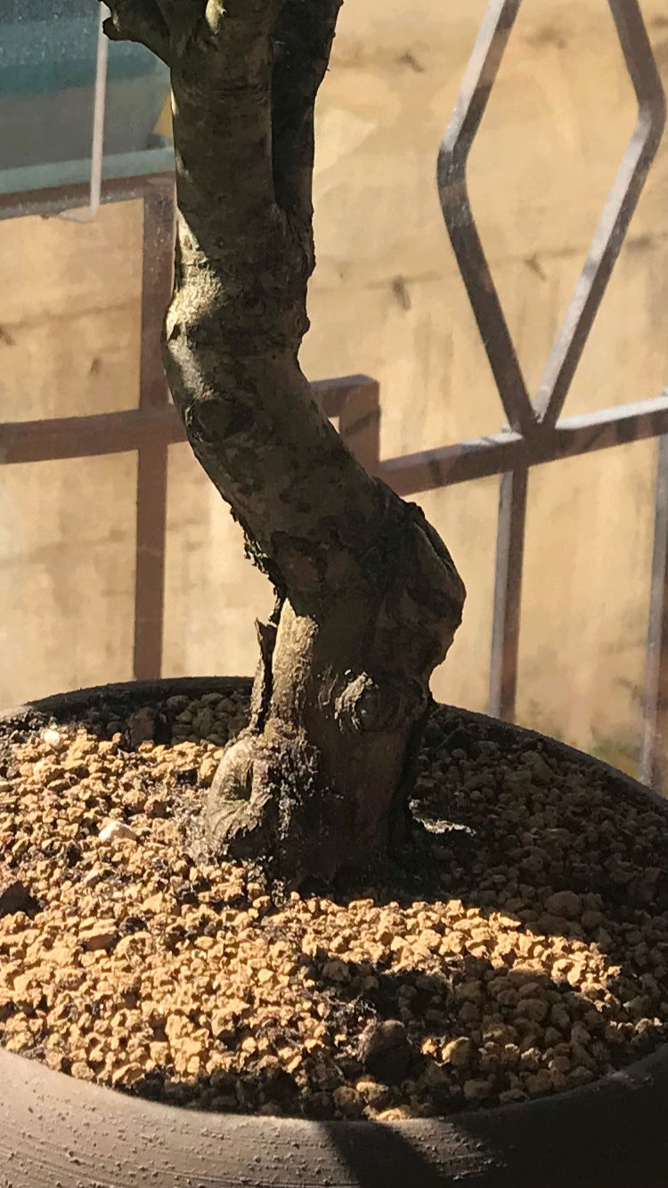 Bonsai Melo Selvatico 15251110